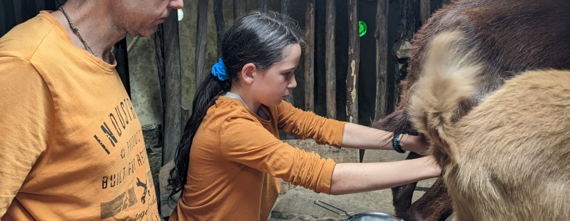 Goat Barn: Plaster, Interior &&nbsp;Goats!