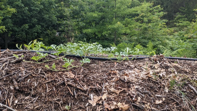 Hugelbed: Growing Food